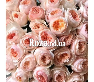 Peony roses Juliet David Austin 2