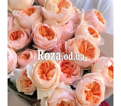Peony roses Juliet David Austin 3