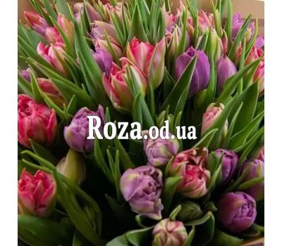 Піоновидні юльпани поштучно