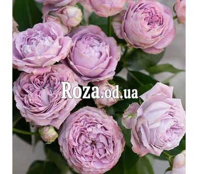 Роза пионовидная Blossom Bubbles