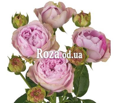 Роза пионовидная Blossom Bubbles