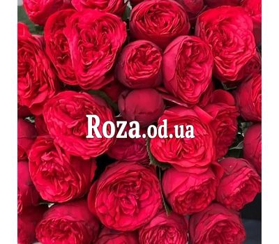 Троянда піоноподібна Red Piano
