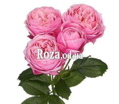 Троянда піоноподібна Silva pink