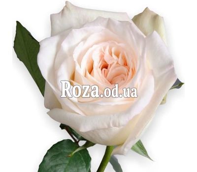 Троянда піоноподібна White OHara