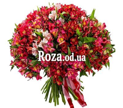 101 різнобарвна альстромерія