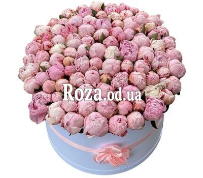 101 пион в коробке