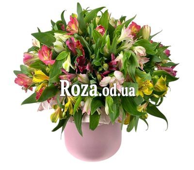 35 alstroemerias in a box