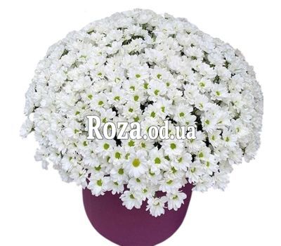 51 chrysanthemums in a box