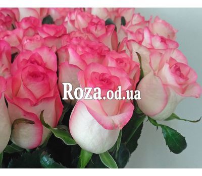 51 роза Джамилия 3
