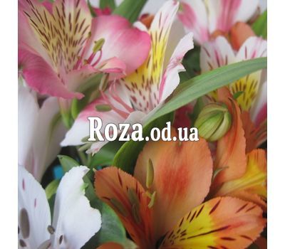 Bouquet of 21 alstroemerias 2