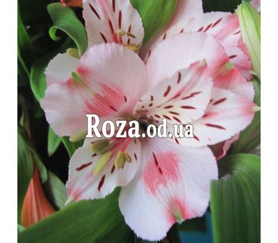 Bouquet of 21 alstroemerias 1
